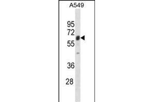 TRIM22 Antibody (N-term) (ABIN1881901 and ABIN2838622) western blot analysis in A549 cell line lysates (35 μg/lane). (TRIM22 抗体  (N-Term))