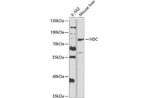 Western blot analysis of extracts of various cell lines, using HDC antibody (ABIN6128052, ABIN6141691, ABIN6141692 and ABIN6221126) at 1:1000 dilution. (HDC 抗体  (AA 453-662))