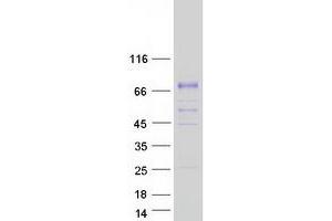 Validation with Western Blot (KLKB1 Protein (Myc-DYKDDDDK Tag))