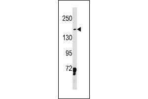 LMO7 Antibody (Center) (ABIN1881503 and ABIN2843230) western blot analysis in K562 cell line lysates (35 μg/lane). (LMO7 抗体  (AA 616-644))