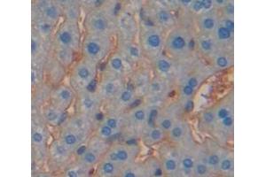 IHC-P analysis of Mouse Tissue, with DAB staining. (IFNGR1 抗体  (AA 23-253))