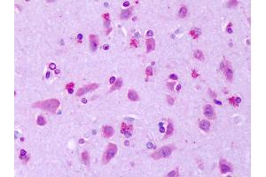 Anti-GPR75 antibody IHC of human brain, cortex. (GPR75 抗体  (Extracellular Domain))