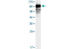 Western Blotting (WB) image for Cadherin 2 (CDH2) (AA 160-724) protein (His-DYKDDDDK-Strep II Tag) (ABIN4369861)