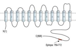 Representative domain view of the target of ABIN7043759.