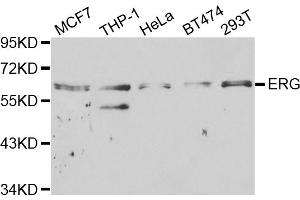 Western blot analysis of extracts of various cell lines, using ERG antibody (ABIN5970582) at 1/1000 dilution. (ERG 抗体)