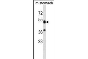 RMND5A Antibody (C-term) (ABIN1537089 and ABIN2849361) western blot analysis in mouse stomach tissue lysates (35 μg/lane). (RMND5A 抗体  (C-Term))