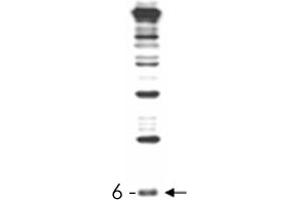 RUB1 polyclonal antibody , generated by immunization with full-length, recombinant yeast RUB1, was tested by immunoblot against a yeast cell lysate.