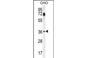 Western blot analysis in CHO cell line lysates (35ug/lane). (FOSL2 抗体  (AA 95-122))