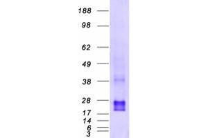 Western Blotting (WB) image for Cell Division Cycle 42 (GTP Binding Protein, 25kDa) (CDC42) (Transcript Variant 2) protein (Myc-DYKDDDDK Tag) (ABIN2713838)