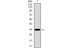 Western Blotting (WB) image for anti-Paired Box 3 (PAX3) (AA 142-203) antibody (ABIN1846350) (Paired Box 3 抗体  (AA 142-203))