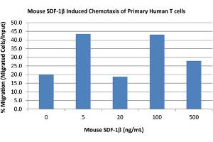 SDS-PAGE of Mouse Stromal Cell-Derived Factor-1 beta (CXCL12) Recombinant Protein Bioactivity of Mouse Stromal Cell-Derived Factor-1 beta (CXCL12) Recombinant Protein. (SDF1 beta 蛋白)