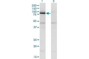 Western Blot analysis of NKRF expression in transfected 293T cell line by NKRF monoclonal antibody (M06), clone 1F6. (NKRF 抗体  (AA 591-690))