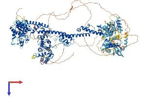 GRLF1 Protein (AA 1-1499) (His tag)