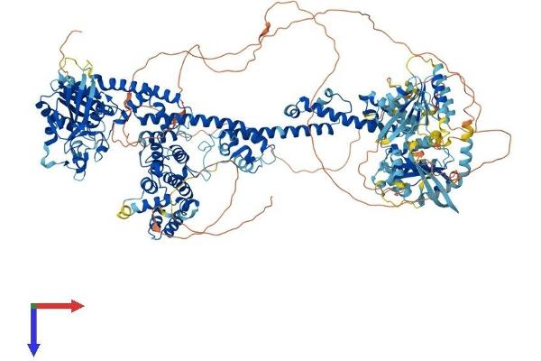 GRLF1 Protein (AA 1-1499) (His tag)