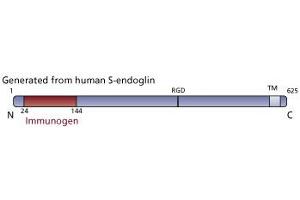 Image no. 3 for anti-Endoglin (ENG) (AA 24-144) antibody (ABIN968468) (Endoglin 抗体  (AA 24-144))
