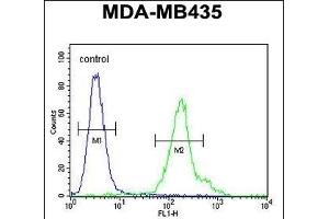 C Antibody (C-term) (ABIN654737 and ABIN2844424) flow cytometric analysis of MDA-M cells (right histogram) compared to a negative control cell (left histogram). (CFAP410 抗体  (C-Term))