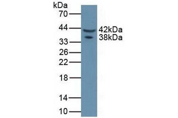 Asporin antibody  (AA 16-373)