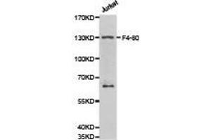 Western Blotting (WB) image for anti-Egf-Like Module Containing, Mucin-Like, Hormone Receptor-Like 1 (EMR1) antibody (ABIN2650911) (F4/80 抗体)