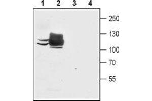 Western blot analysis of mouse C2C12 myoblast cell line lysate (lanes 1 and 3) and rat skeletal muscle membranes (lanes 2 and 4): - 1,2. (ATP2A1/SERCA1 抗体  (Cytosolic, N-Term))