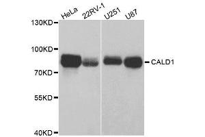 Western blot analysis of extracts of various cell lines, using CALD1 antibody. (Caldesmon 抗体  (AA 1-240))