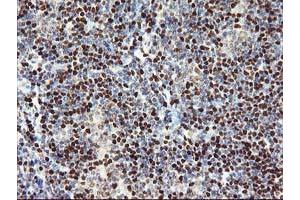 Image no. 1 for anti-Myocyte Enhancer Factor 2C (MEF2C) antibody (ABIN1499363) (MEF2C 抗体)