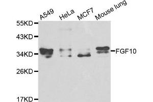 Western blot analysis of extracts of various cell lines, using FGF10 antibody. (FGF10 抗体  (AA 40-208))