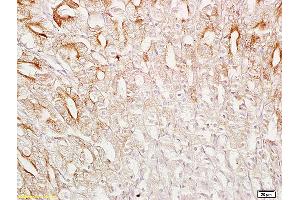 Formalin-fixed and paraffin embedded mouse stomach labeled with Anti-SRG4 Polyclonal Antibody, Unconjugated  at 1:200 followed by conjugation to the secondary antibody and DAB staining. (SUN5 抗体  (AA 161-275))