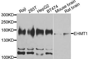 Western blot analysis of extracts of various cells, using EHMT1 antibody.