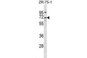 Western Blotting (WB) image for anti-Chromosome 10 Open Reading Frame 2 (C10ORF2) antibody (ABIN2996954) (C10orf2 抗体)