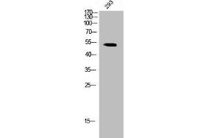 Western Blot analysis of 293 cells using Phospho-Brk (Y447) Polyclonal Antibody (PTK6 抗体  (pTyr447))