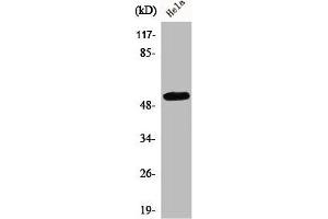 Western Blot analysis of HuvEc cells using CEP55 Polyclonal Antibody (CEP55 抗体  (Internal Region))