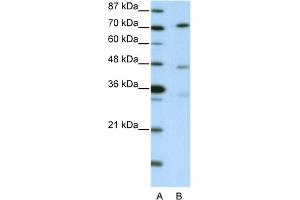 WB Suggested Anti-ATG4B Antibody   Titration: 2.