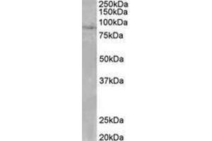 Image no. 1 for anti-SET Domain, Bifurcated 2 (SETDB2) (AA 174-188) antibody (ABIN1104240)