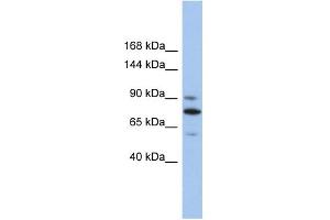 WB Suggested Anti-KIF23 Antibody Titration:  0. (KIF23 抗体  (Middle Region))