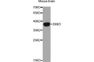 Western Blotting (WB) image for anti-DKK3 (AA 22-350) antibody (ABIN3016193) (DKK3 抗体  (AA 22-350))