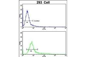 Flow Cytometry (FACS) image for anti-Pleckstrin Homology Domain Containing, Family O Member 1 (PLEKHO1) (AA 49-77), (N-Term) antibody (ABIN652439)