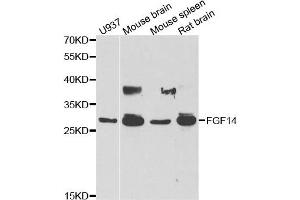 Western blot analysis of extracts of various cell lines, using FGF14 antibody. (FGF14 抗体)