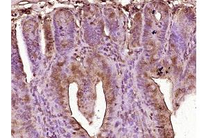 Paraformaldehyde-fixed, paraffin embedded mouse intestine tissue, Antigen retrieval by boiling in sodium citrate buffer (pH6. (GIP 抗体  (AA 52-93))