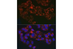 Immunofluorescence analysis of HepG2 cells using GPLD1 Rabbit pAb (ABIN6131716, ABIN6141335, ABIN6141336 and ABIN6222300) at dilution of 1:50 (40x lens). (GPLD1 抗体  (AA 24-160))