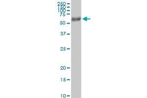 Immunoprecipitation of FUCA1 transfected lysate using anti-FUCA1 MaxPab rabbit polyclonal antibody and Protein A Magnetic Bead , and immunoblotted with FUCA1 purified MaxPab mouse polyclonal antibody (B01P) . (FUCA1 抗体  (AA 1-461))