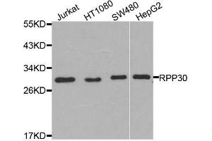 Western blot analysis of extracts of various cell lines, using RPP30 antibody (ABIN5974603) at 1/1000 dilution. (RPP30 抗体)