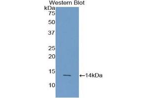 Detection of Recombinant AGRP, Human using Polyclonal Antibody to Agouti Related Protein (AGRP) (AGRP 抗体  (AA 20-130))