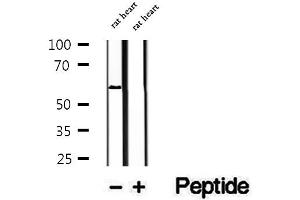 PPAN anticorps  (C-Term)