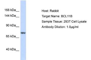 Host: Rabbit Target Name: BCL11B Sample Type: 293T Whole Cell lysates Antibody Dilution: 1. (BCL11B 抗体  (C-Term))