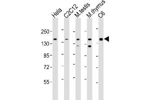 All lanes : Anti-Smarcc1 Antibody (C-term) at 1:2000 dilution Lane 1: Hela whole cell lysate Lane 2: C2C12 whole cell lysate Lane 3: mouse testis lysate Lane 4: mouse thymus lysate Lane 5: C6 whole cell lysate Lysates/proteins at 20 μg per lane. (SMARCC1 抗体  (C-Term))