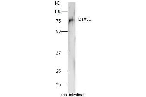 Mouse intestinal lysate probed with Rabbit Anti-DTX3L Polyclonal Antibody, Unconjugated  at 1:5000 for 90min at 37˚C. (DTX3L 抗体  (AA 651-740))