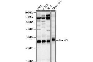Western blot analysis of extracts of various cell lines, using Timm29 antibody (ABIN7268551) at 1:1000 dilution. (TIMM29 抗体)