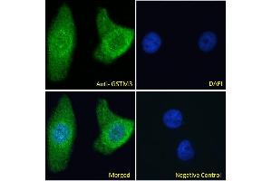 ABIN334414 Immunofluorescence analysis of paraformaldehyde fixed HeLa cells, permeabilized with 0. (GSTM3 抗体  (Internal Region))