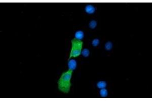 Anti-SSSCA1 mouse monoclonal antibody (ABIN2453694) immunofluorescent staining of COS7 cells transiently transfected by pCMV6-ENTRY SSSCA1 (RC201946). (SSSCA1 抗体)