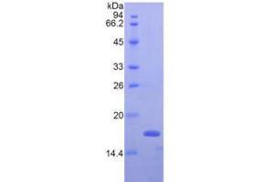 Image no. 1 for Interferon gamma (IFNG) (AA 23-156) (Active) protein (His tag) (ABIN6239788)